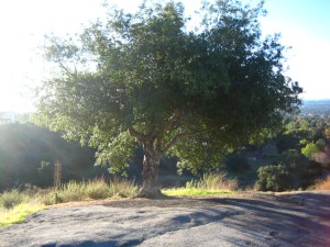 Oak tree on Chaney Trail