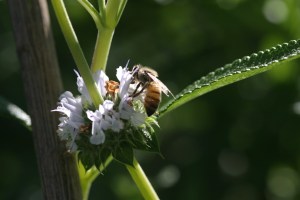 Black Sage, by Drew Ready