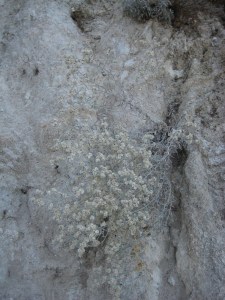 WhiteonWhite, October, Chaney Trail